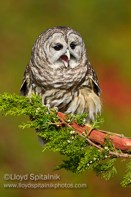 Barred Owl