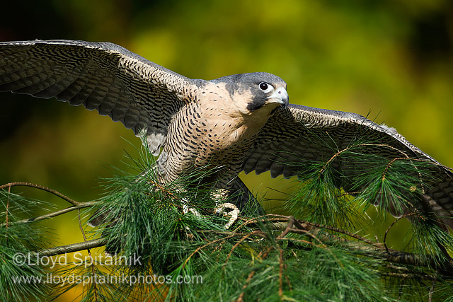 Peregrine Falcon