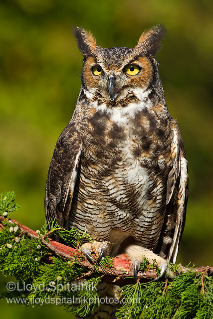 Great-horned Owl