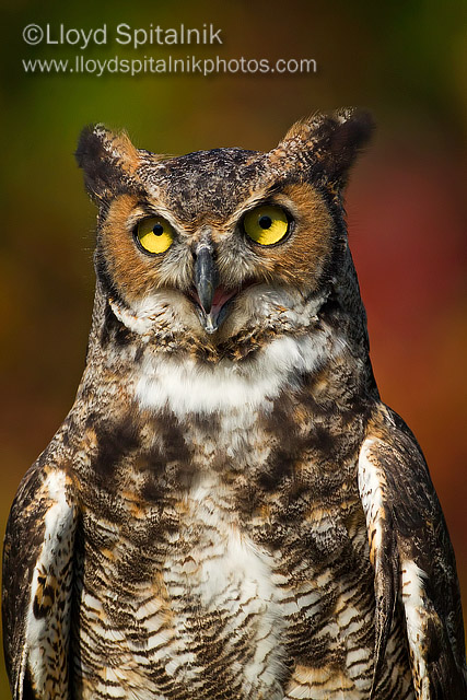 Great-horned Owl