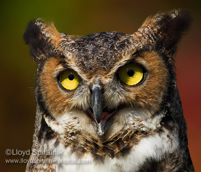 Great-horned Owl