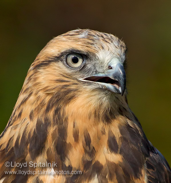 Rough-legged Hawk