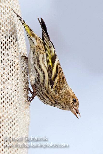 Pine Siskin