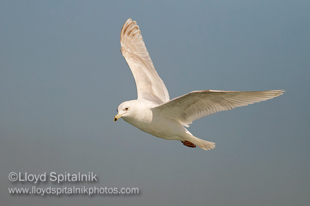 Iceland Gull