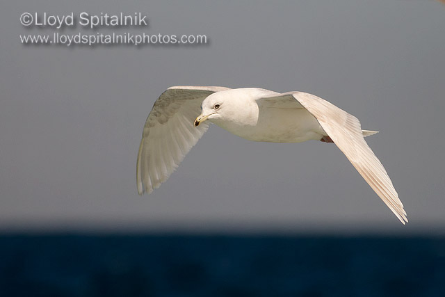 Iceland Gull