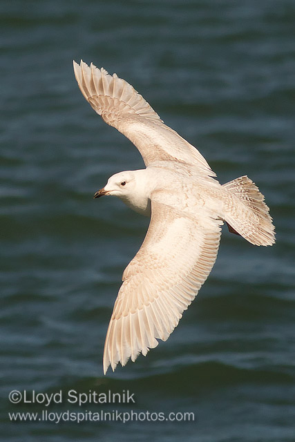 Iceland Gull