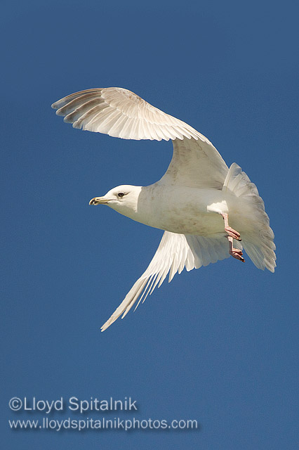 Iceland Gull