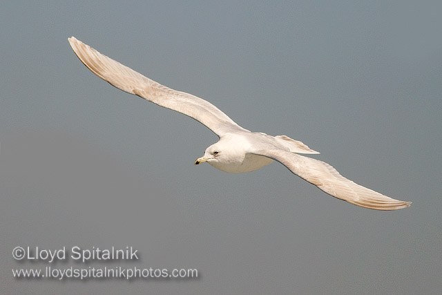 Iceland Gull