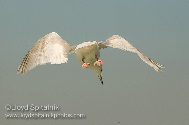 Iceland Gull
