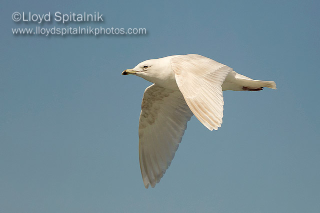 Iceland Gull