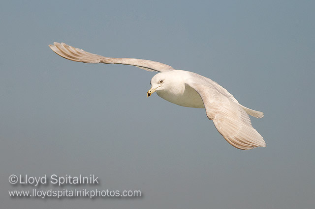 Iceland Gull