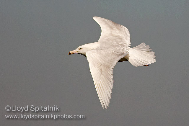 Glaucous Gull