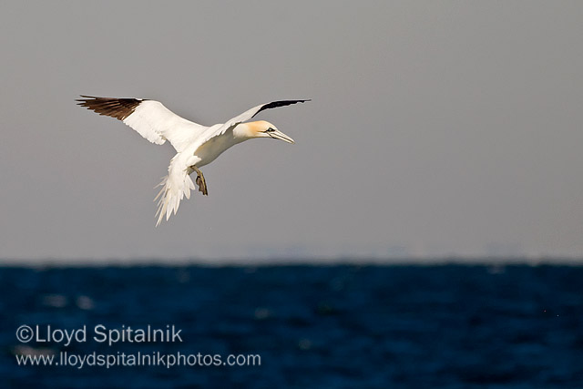 Northern Gannet