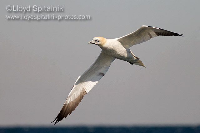 Northern Gannet
