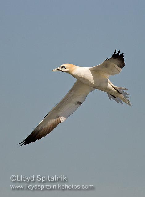 Northern Gannet