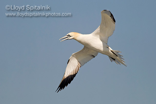 Northern Gannet