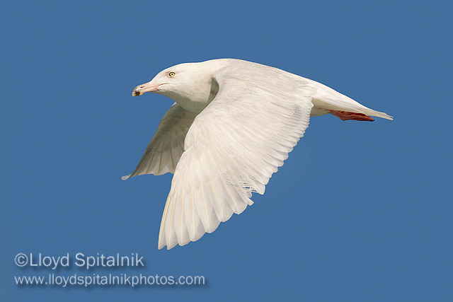 Glaucous Gull