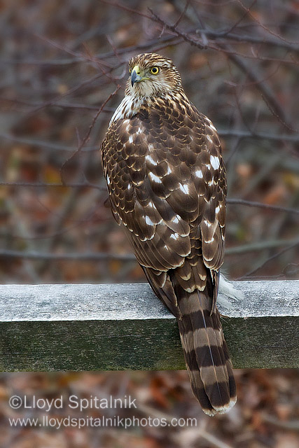 Coopers Hawk