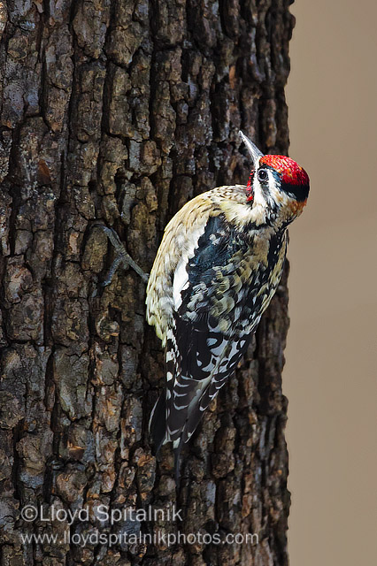 Yellow-bellied Sapsucker