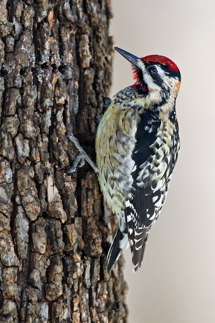 Yellow-bellied Sapsucker