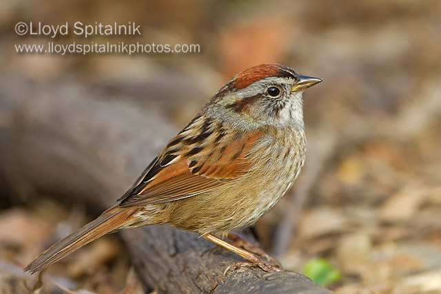Swamp Sparrow