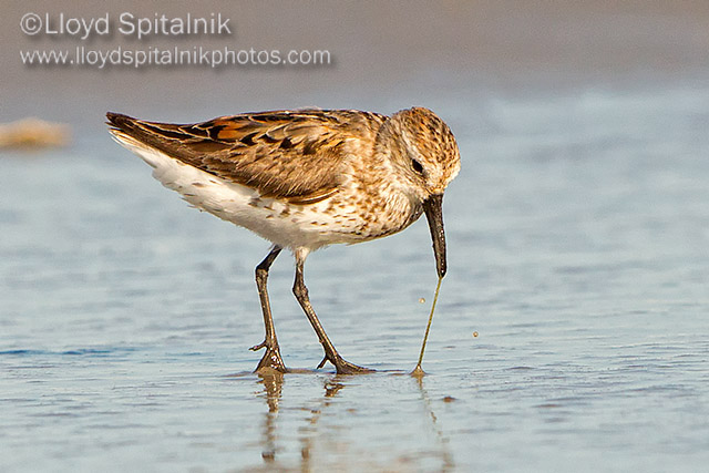 Western Sandpiper