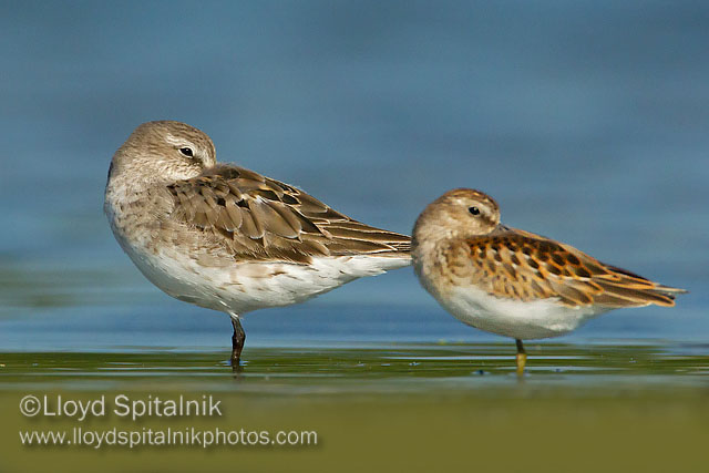 White-rumped (left) w/Least Sandpiper 