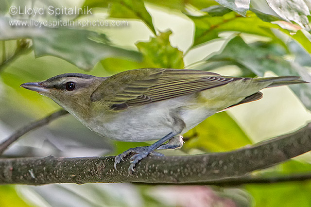 Red-eyed Vireo