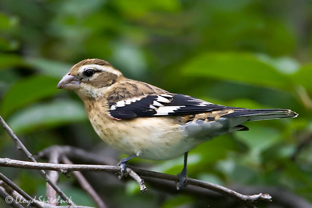 Rose-breasted Grosbeak