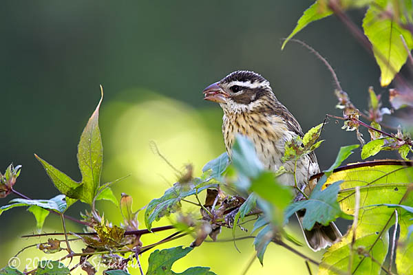 Rose-breasted Grosbeak