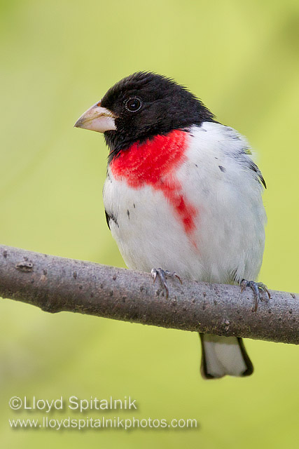 Rose-breasted Grosbeak