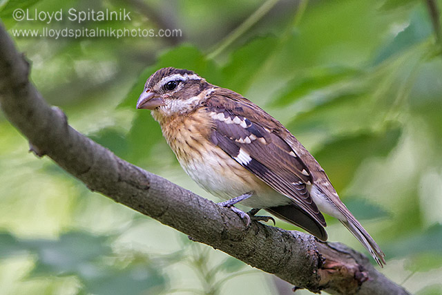 Rose-breasted Grosbeak