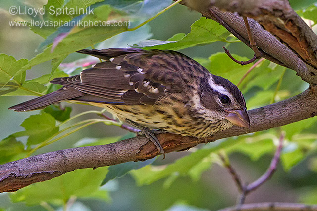 Rose-breasted Grosbeak