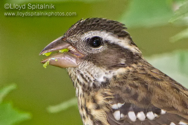 Rose-breasted Grosbeak (female)