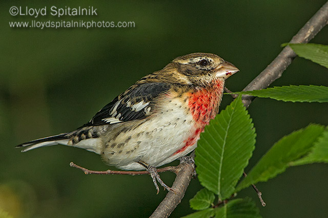 Rose-breasted Grosbeak