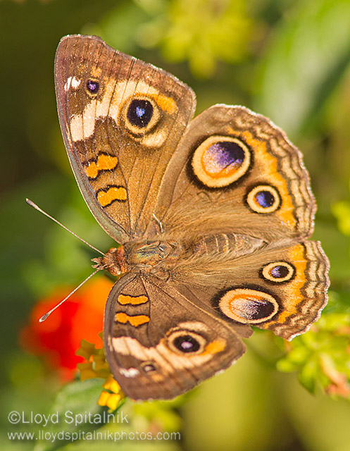 Common Buckeye
