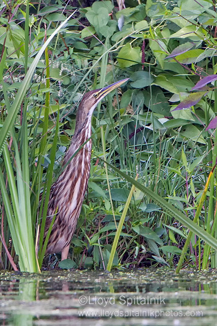 American Bittern