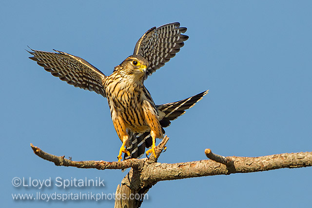 Merlin