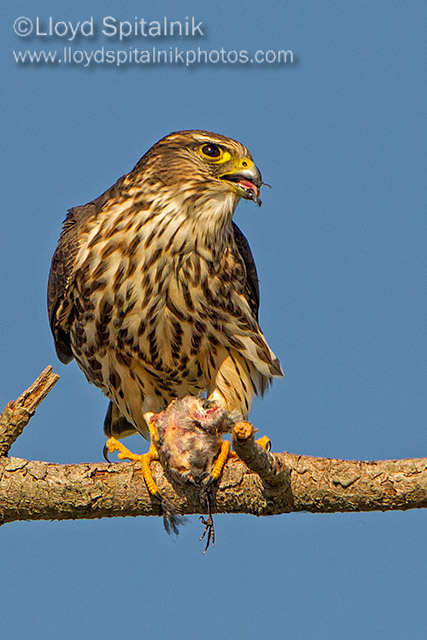 Merlin
