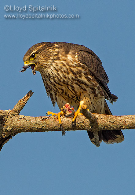 Merlin
