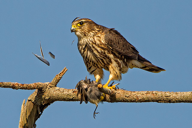 Merlin
