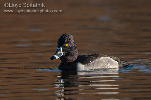 Ring-necked Duck (male)