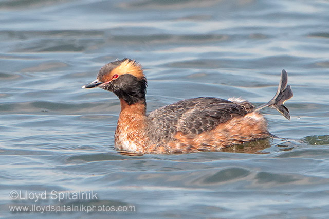 Horned Grebe