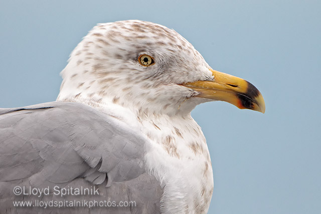 Herring Gull