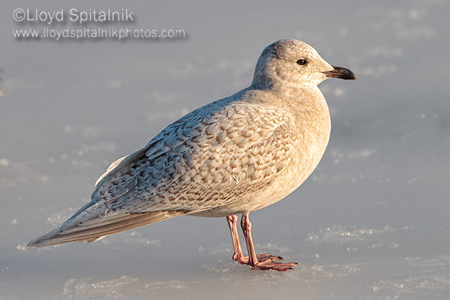 Iceland Gull