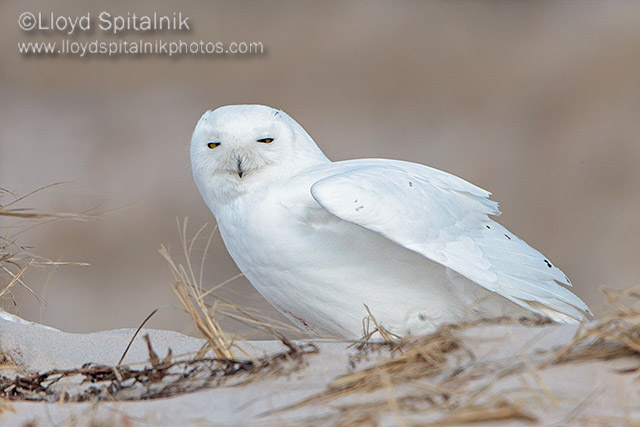 Snowy Owl