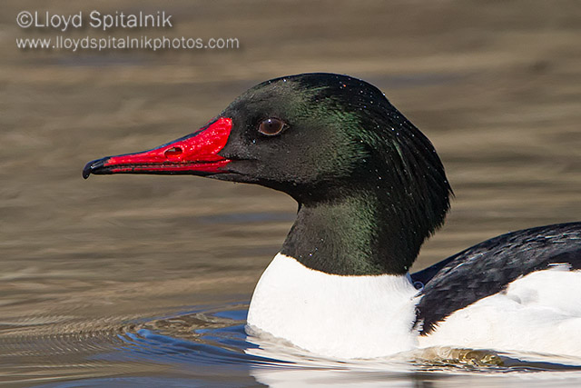 Common Merganser