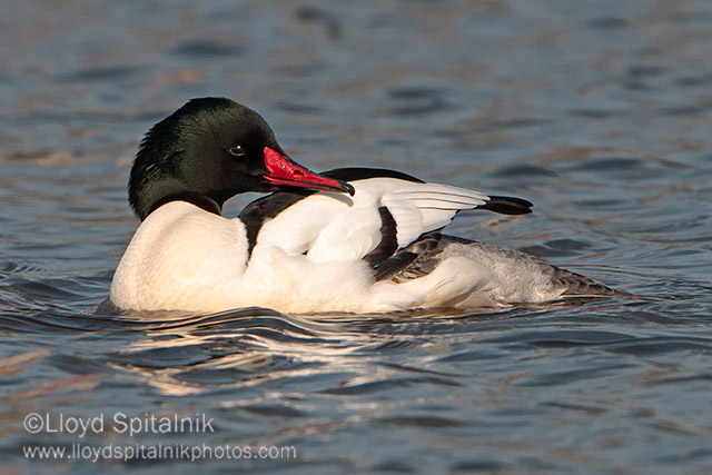 Common Merganser