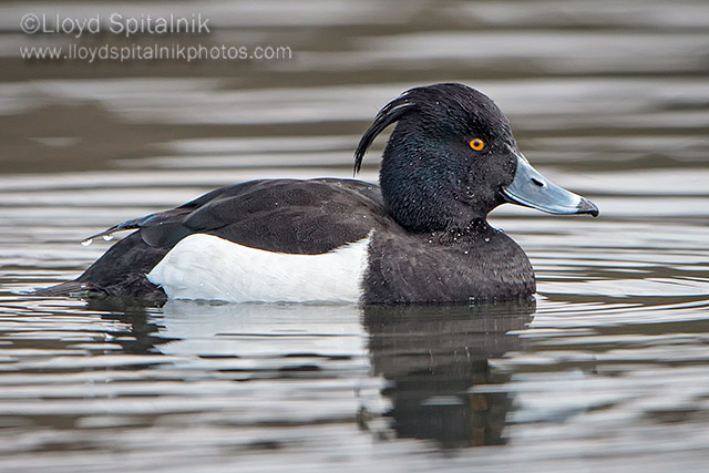Tufted Duck
