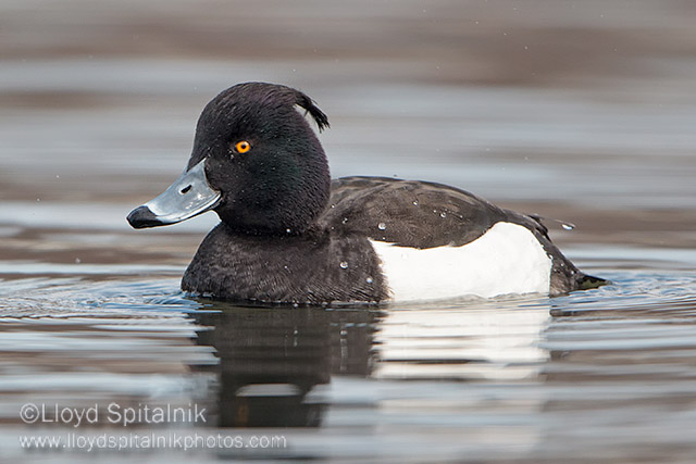 Tufted Duck